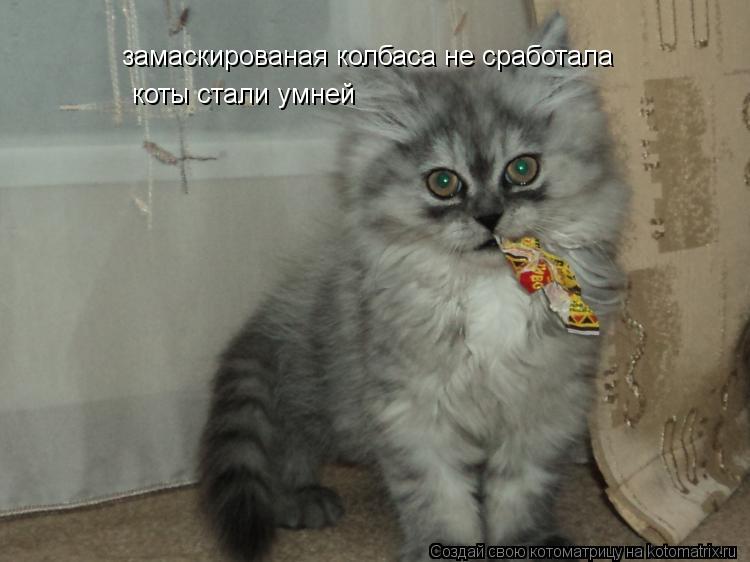 замаскированая колбаса не сработала коты стали умней... Котоматрица: замаскированая колбаса не сработала коты стали умней