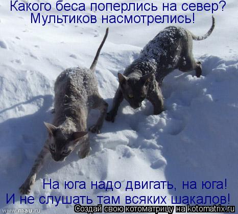 Какого беса поперлись на север? Мультиков насмотрелись! И не слушать там всяких шакалов! На юга надо ... Котоматрица: Какого беса поперлись на север? Мультиков насмотрелись! И не слушать там всяких шакалов! На юга надо двигать, на юга!