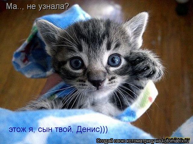 Ма.., не узнала? этож я, сын твой, Денис)))... Котоматрица: Ма.., не узнала? этож я, сын твой, Денис)))