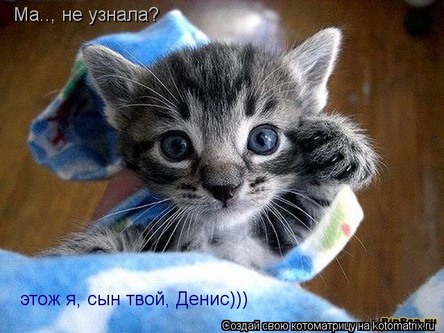 Котоматрица: Ма.., не узнала? этож я, сын твой, Денис)))