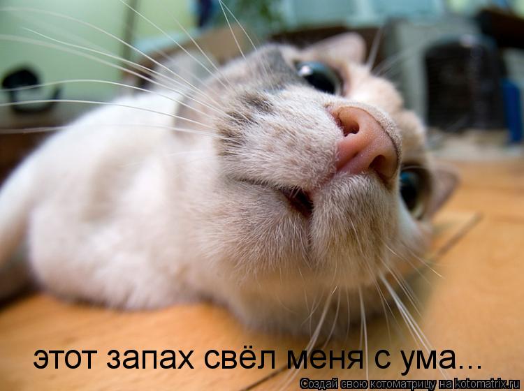 этот запах свёл меня с ума...... Котоматрица: этот запах свёл меня с ума...