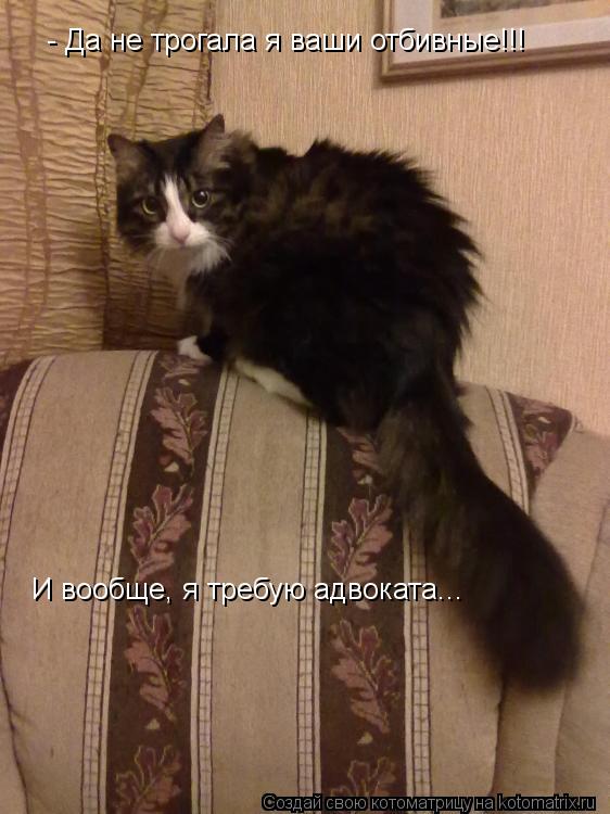 - Да не трогала я ваши отбивные!!! И вообще, я требую адвоката...... Котоматрица: - Да не трогала я ваши отбивные!!! И вообще, я требую адвоката...