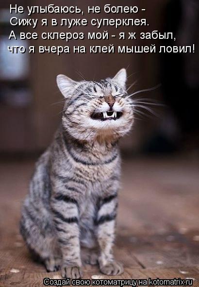Не улыбаюсь, не болею - Сижу я в луже суперклея. А все склероз мой - я ж забыл, что я вчера на клей ... Котоматрица: Не улыбаюсь, не болею - Сижу я в луже суперклея. А все склероз мой - я ж забыл, что я вчера на клей мышей ловил!