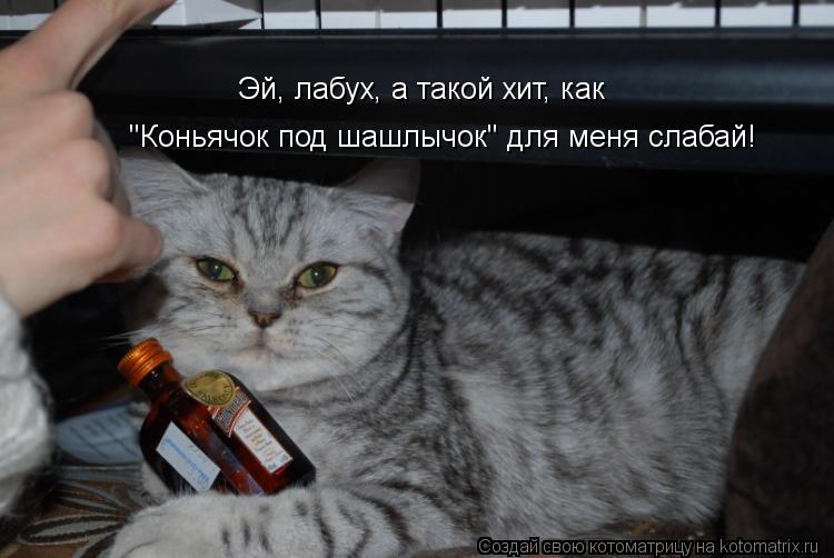 "Коньячок под шашлычок" для меня слабай! Эй, лабух, а такой хит, как... Котоматрица: "Коньячок под шашлычок" для меня слабай! Эй, лабух, а такой хит, как