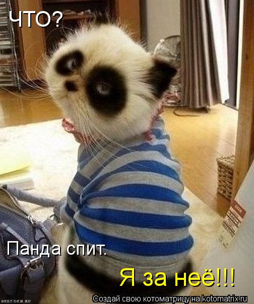 ЧТО? Панда спит. Я за неё!!!... Котоматрица: ЧТО? Панда спит. Я за неё!!!