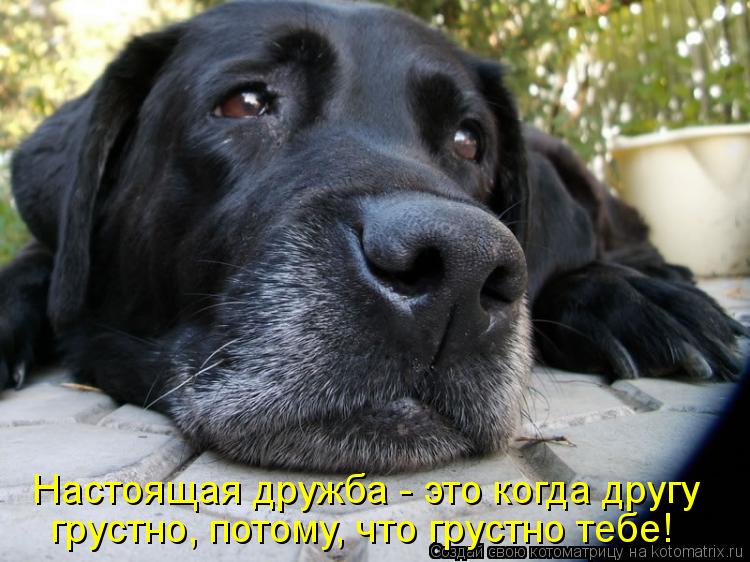 Настоящая дружба - это когда другу грустно, потому, что грустно тебе!... Котоматрица: Настоящая дружба - это когда другу грустно, потому, что грустно тебе!
