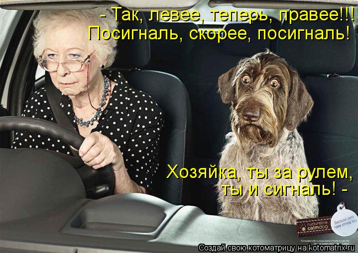 - Так, левее, теперь, правее!!! Посигналь, скорее, посигналь! ты и сигналь! - Хозяйка, ты за рулем,... Котоматрица: - Так, левее, теперь, правее!!! Посигналь, скорее, посигналь! ты и сигналь! - Хозяйка, ты за рулем,