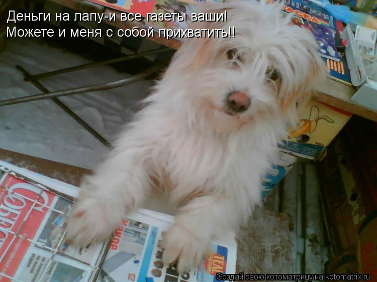 Деньги на лапу-и все газеты ваши! Можете и меня с собой прихватить!!... Котоматрица: Деньги на лапу-и все газеты ваши! Можете и меня с собой прихватить!!