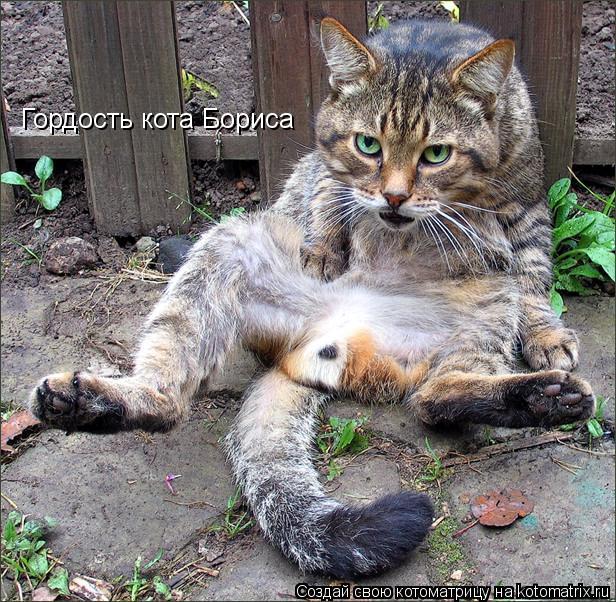 Гордость кота Бориса... Котоматрица: Гордость кота Бориса