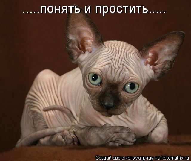 .....понять и простить........ Котоматрица: .....понять и простить.....