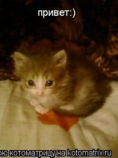 привет:) привет:)... Котоматрица: привет:) привет:)
