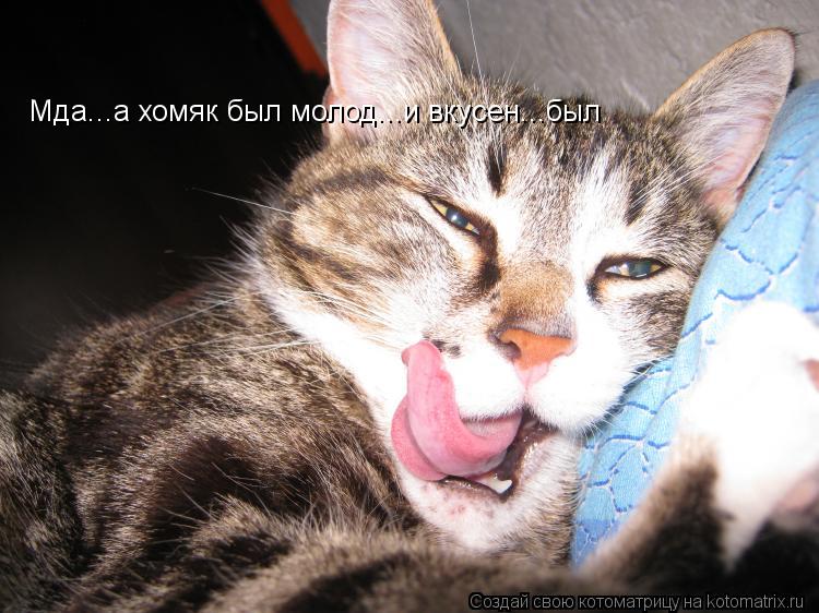 Мда...а хомяк был молод...и вкусен...был... Котоматрица: Мда...а хомяк был молод...и вкусен...был