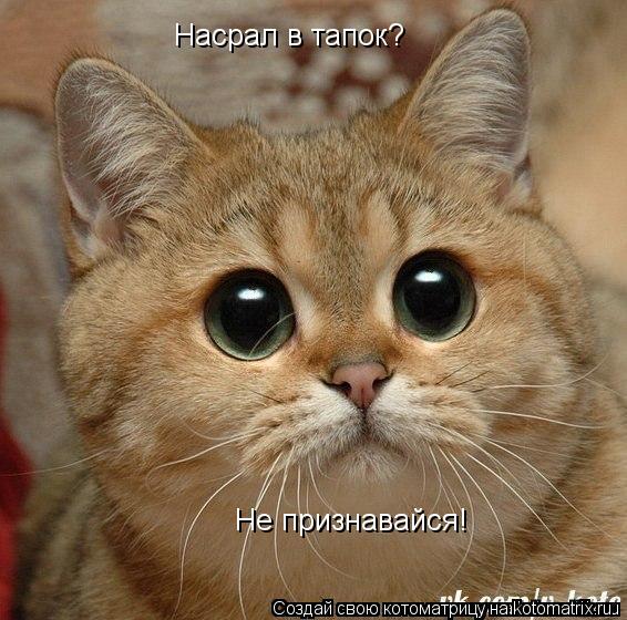Насрал в тапок? Не признавайся!... Котоматрица: Насрал в тапок? Не признавайся!