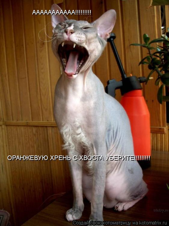 ОРАНЖЕВУЮ ХРЕНЬ С ХВОСТА УБЕРИТЕ!!!!!!!!! ААААААААААА!!!!!!!!!... Котоматрица: ОРАНЖЕВУЮ ХРЕНЬ С ХВОСТА УБЕРИТЕ!!!!!!!!! ААААААААААА!!!!!!!!!