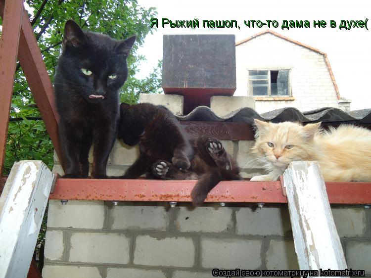 Я Рыжий пашол, что-то дама не в духе(... Котоматрица: Я Рыжий пашол, что-то дама не в духе(