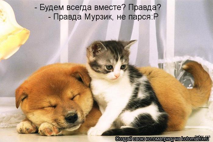 - Будем всегда вместе? Правда? - Правда Мурзик, не парся:Р... Котоматрица: - Будем всегда вместе? Правда? - Правда Мурзик, не парся:Р