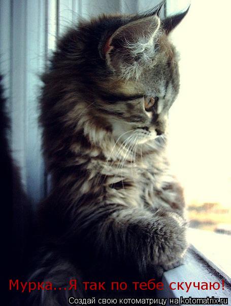 Мурка...Я так по тебе скучаю!... Котоматрица: Мурка...Я так по тебе скучаю!