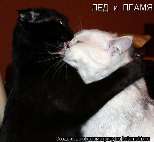 ЛЕД и ПЛАМЯ... Котоматрица: ЛЕД и ПЛАМЯ