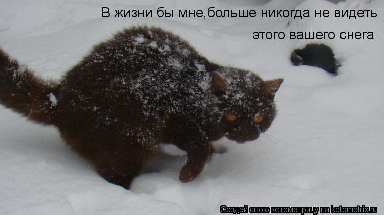 В жизни бы мне В жизни бы мне,больше никогда не видеть этого вашего снега... Котоматрица: В жизни бы мне В жизни бы мне,больше никогда не видеть этого вашего снега