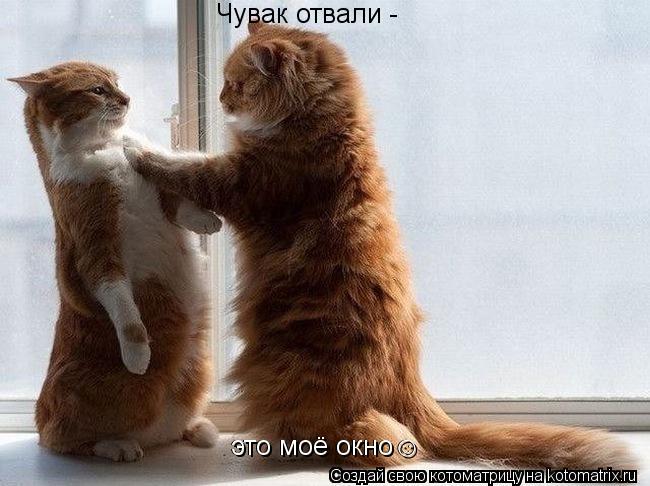 Чувак отвали - это моё окно☺ это моё окно☺... Котоматрица: Чувак отвали - это моё окно☺ это моё окно☺