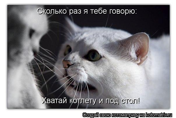 Сколько раз я тебе говорю: Хватай котлету и под стол!... Котоматрица: Сколько раз я тебе говорю: Хватай котлету и под стол!