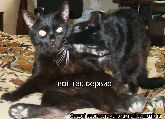 вот так сервис вот так сервис... Котоматрица: вот так сервис вот так сервис