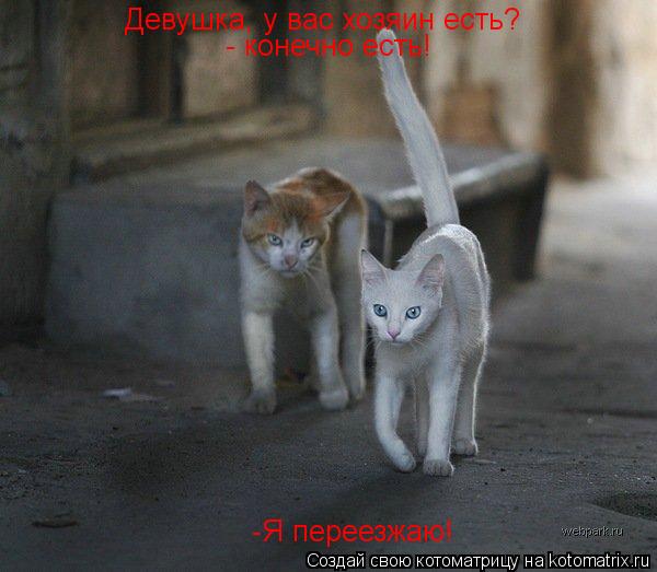 Девушка, у вас хозяин есть? - конечно есть! -Я переезжаю!... Котоматрица: Девушка, у вас хозяин есть? - конечно есть! -Я переезжаю!