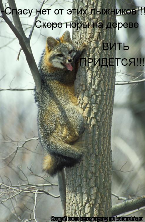 -Спасу нет от этих лыжников!!! Скоро норы на дереве ПРИДЕТСЯ!!! ВИТЬ... Котоматрица: -Спасу нет от этих лыжников!!! Скоро норы на дереве ПРИДЕТСЯ!!! ВИТЬ