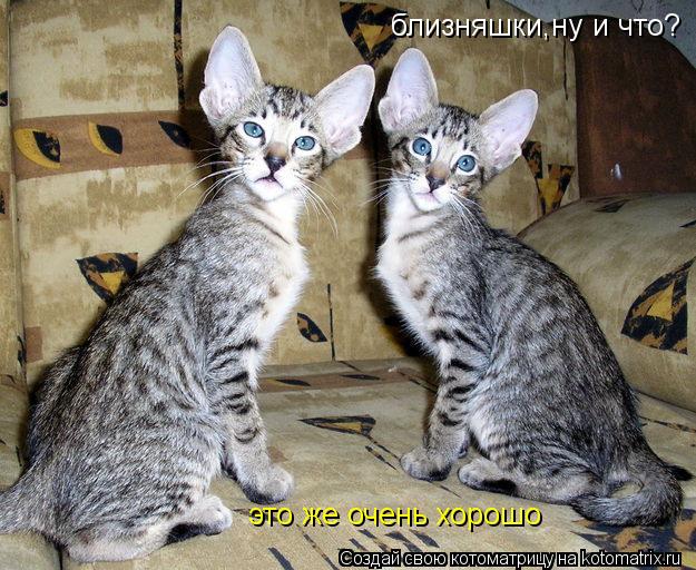 близняшки,ну и что? это же очень хорошо... Котоматрица: близняшки,ну и что? это же очень хорошо