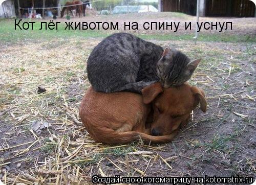 Кот лёг животом на спину и уснул... Котоматрица: Кот лёг животом на спину и уснул
