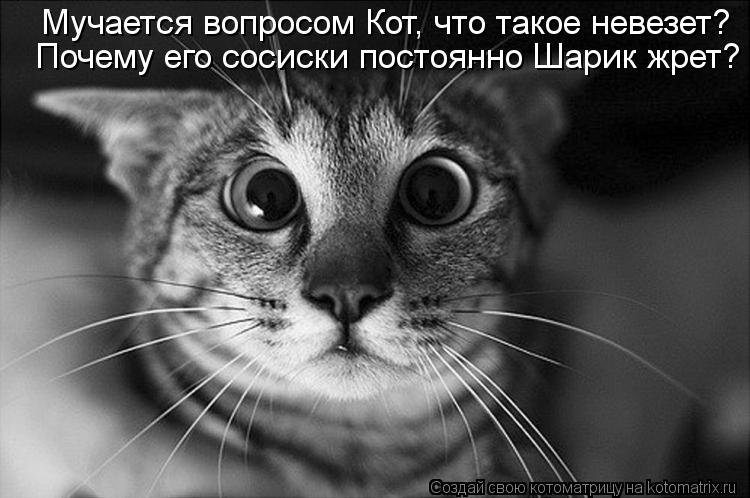 Почему его сосиски постоянно Шарик жрет? Мучается вопросом Кот, что такое невезет?... Котоматрица: Почему его сосиски постоянно Шарик жрет? Мучается вопросом Кот, что такое невезет?