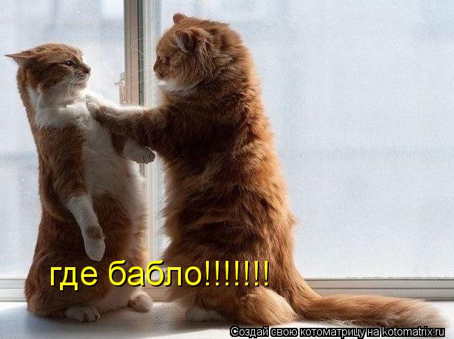 где бабло!!!!!!!... Котоматрица: где бабло!!!!!!!