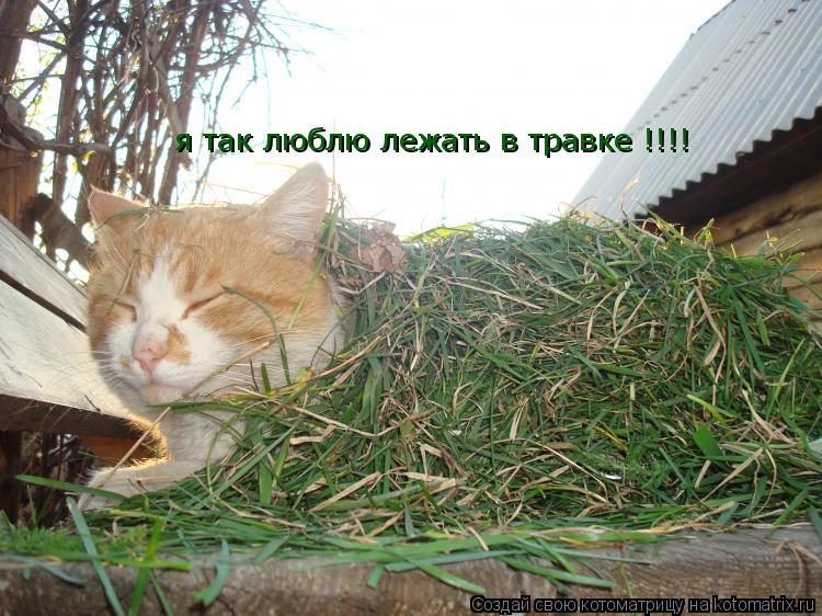 я так люблю лежать в травке !!!!... Котоматрица: я так люблю лежать в травке !!!!