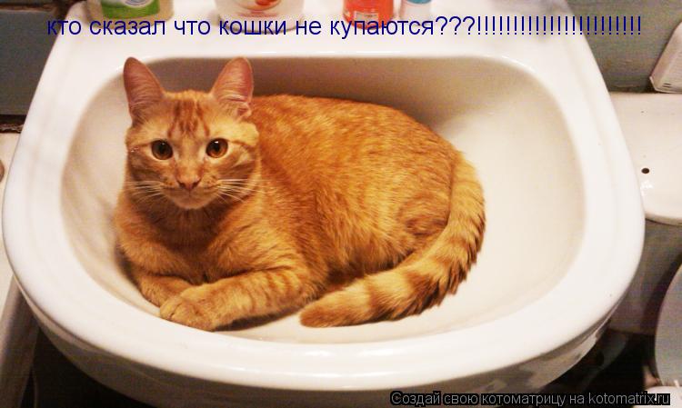 кто сказал что кошки не купаются???!!!!!!!!!!!!!!!!!!!!!!!... Котоматрица: кто сказал что кошки не купаются???!!!!!!!!!!!!!!!!!!!!!!!