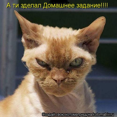 А ти зделал Домашнее задание!!!!... Котоматрица: А ти зделал Домашнее задание!!!!