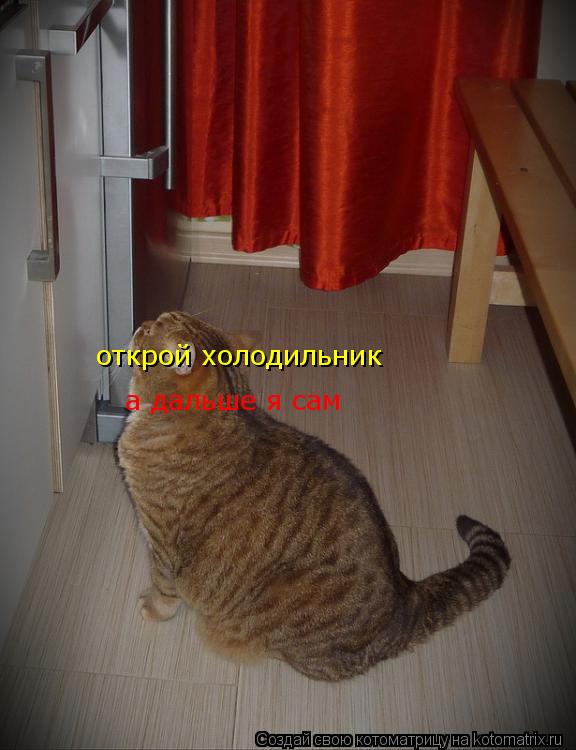 открой холодильник а дальше я сам... Котоматрица: открой холодильник а дальше я сам