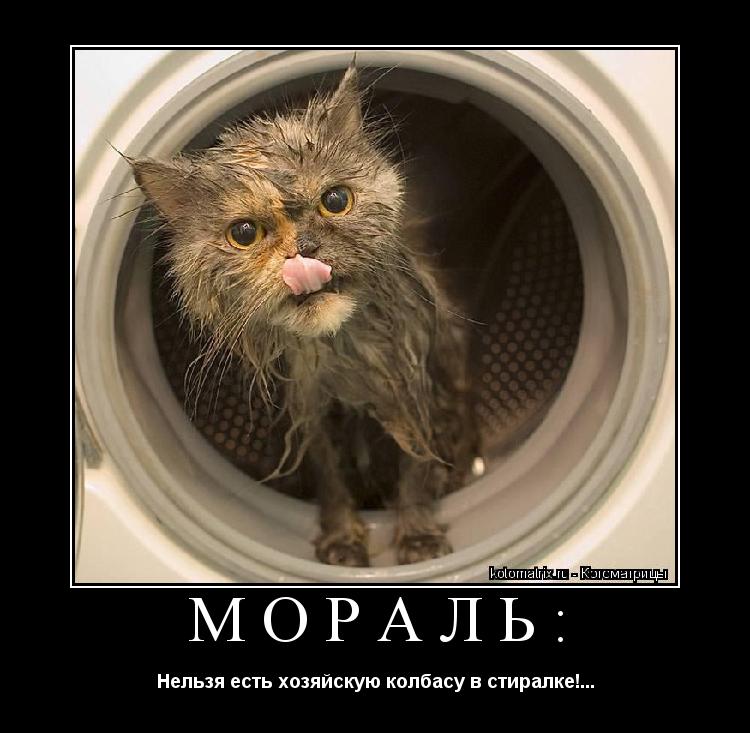 Мораль: Нельзя есть хозяйскую колбасу в стиралке!...... Котоматрица: Мораль: Нельзя есть хозяйскую колбасу в стиралке!...