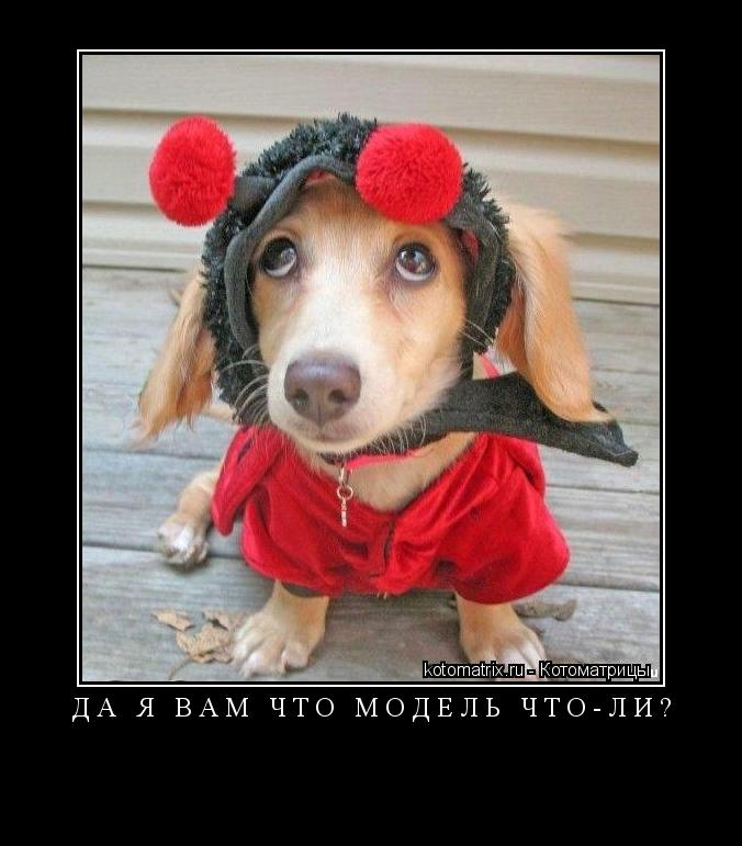 Да я вам что модель что-ли? ... Котоматрица: Да я вам что модель что-ли?