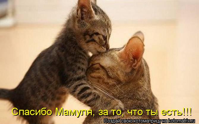 Спасибо Мамуля, за то, что ты есть!!!... Котоматрица: Спасибо Мамуля, за то, что ты есть!!!