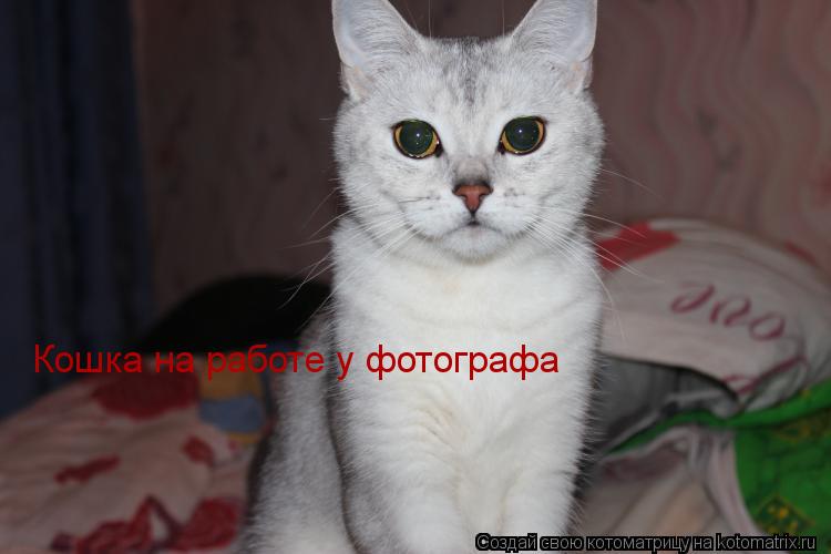 Кошка на работе у фотографа... Котоматрица: Кошка на работе у фотографа