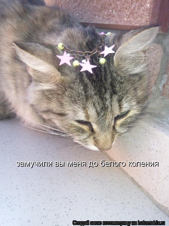 замучили вы меня до белого коления... Котоматрица: замучили вы меня до белого коления