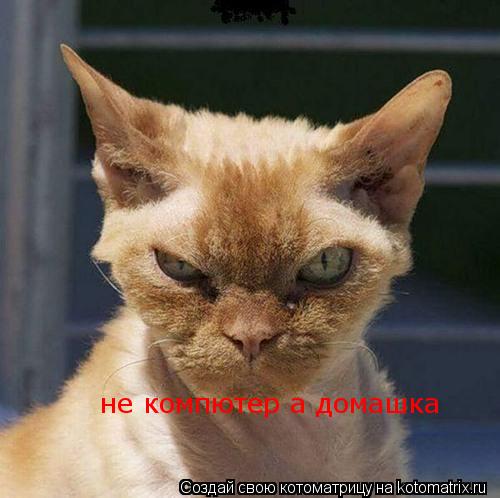 Котоматрица: не компютер а домашка