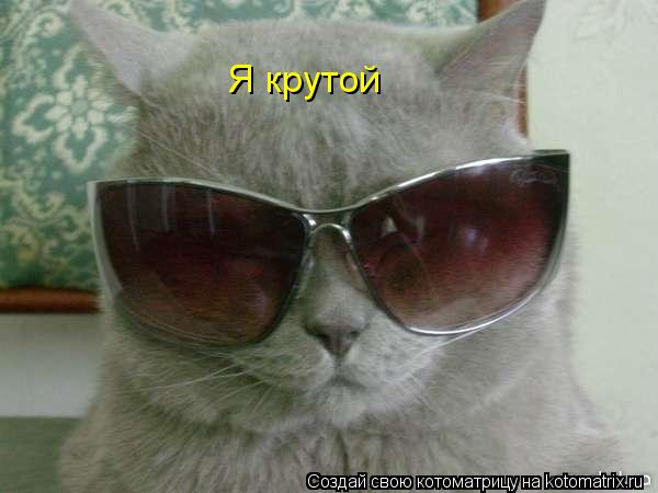 Котоматрица: Я крутой