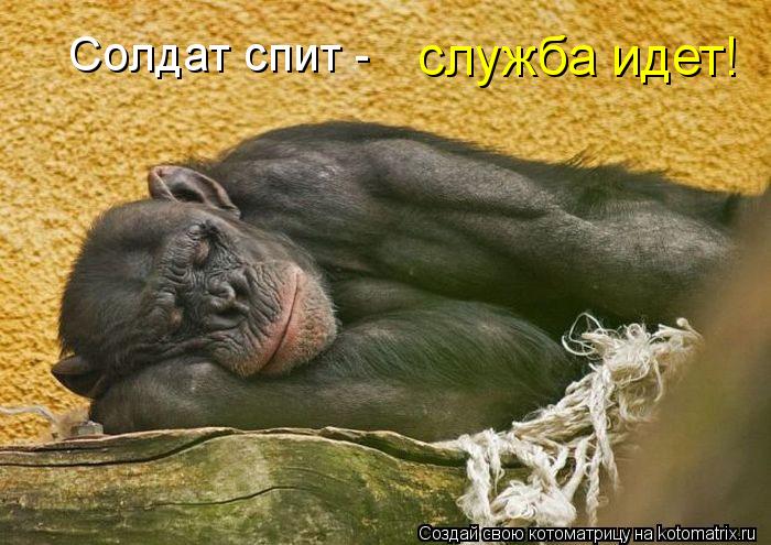 Котоматрица: Солдат спит - служба идет!