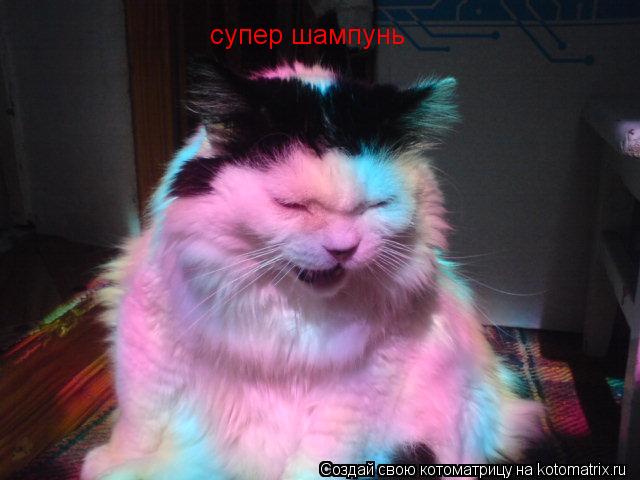 Котоматрица: супер шампунь