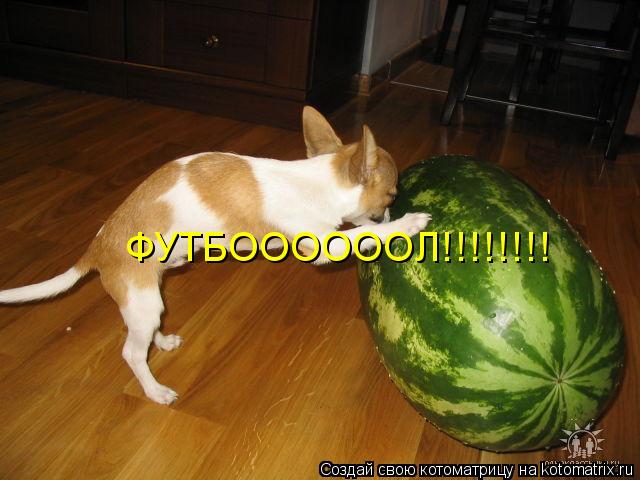 Котоматрица: ФУТБООООООЛ!!!!!!!!