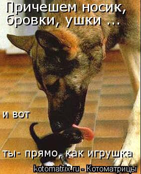 Котоматрица: Причешем носик,  бровки, ушки ...  и вот  ты- прямо, как игрушка