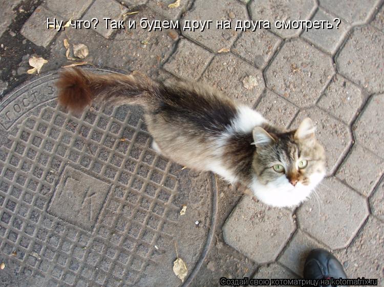 Котоматрица: Ну, что? Так и будем друг на друга смотреть?
