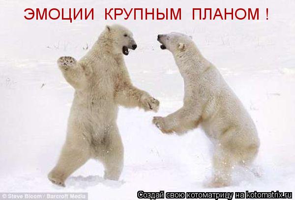 Котоматрица: ЭМОЦИИ  КРУПНЫМ  ПЛАНОМ !