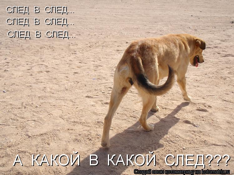 Котоматрица: СЛЕД  В  СЛЕД... СЛЕД  В  СЛЕД... СЛЕД  В  СЛЕД... А  КАКОЙ  В  КАКОЙ  СЛЕД???
